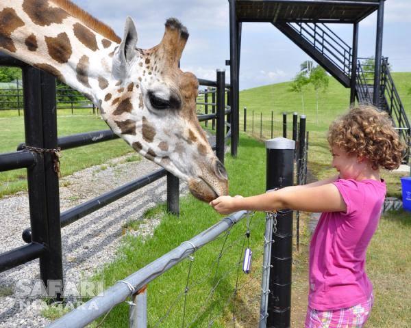 Safari Niagara