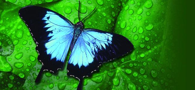 Butterfly Conservatory